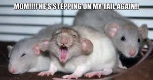 It S Mouse Day These Memes Will Change Your Mind About Them I Can Has Cheezburger