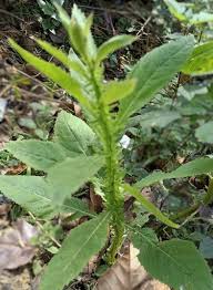 Image result for Laggera