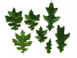 Oak Tree Leaf Identification Biological Science Picture