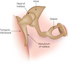 Fehler Ear Anatomy Medical Knowledge Human Ear Anatomy