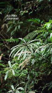 Image result for Oleandra