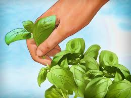 The most common square foot gardening raised bed is a wooden frame that is 4 feet by 4 feet (4 feet by 8 feet is also another commonly used size). How To Plant A Culinary Herb Garden 14 Steps With Pictures