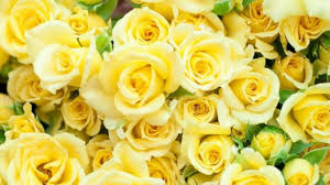 Kod rj1 (jenis carnation) : Ragam Makna Di Balik Warna Pada Bunga Mawar Perhatikan Sebelum Beri Pada Orang Lain Tribun Medan