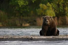 The alaska peninsula brown bear is any member of the grizzly bear(ursus arctos horribilis) that lives in the coastal regions of southern alaska. Bear Watching In Katmai National Park And Preserve Katmai National Park Preserve U S National Park Service