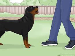 Image result for slovenský kopov