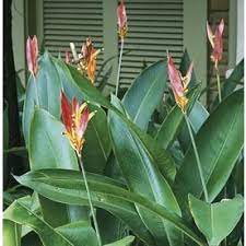 2 Gallon Heliconia L17774 Heliconia Plant Plants Tropical Plants