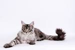 Maine coon pdia