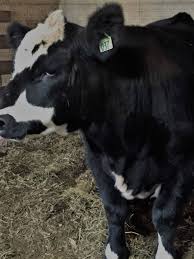 Protein shakes can help a person to gain weight easily and efficiently. Raising Your Own Beef When Is Your Steer Ready To Butcher Family Farm Livestock