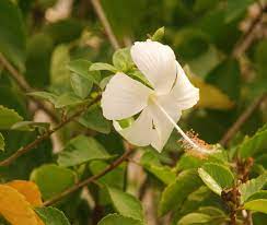 Bunga bunga di laman rumah ada bunga raya merah ada bunga raya putih ada bunga kuning terima kasih ya pokok herba daun bunga raya boleh merawat penyakit #bungaraya #herba. Manfaat Daun Kembang Sepatu Putih Untuk Kesehatan Tetap Istiqomah Di Jalan Nya Karena Masih Butuh Ilmu