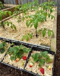 Click to see full answer. 9 Ways Sawdust Can Be Used At Home In The Garden Plants Spark Joy