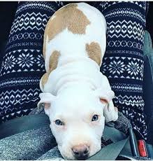 M S Adli Kullanicinin Pitbull Panosundaki Pin Pitbull Instagram