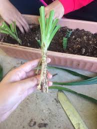 Check spelling or type a new query. Minggu 6 Pembiakan Vegetatif