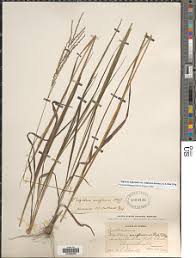 Image result for Digitaria diagonalis