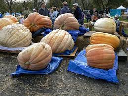 Image result for giant pumpkin