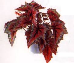 Roter puderquastenstrauch (calliandra haematocephala) steht ihnen der sinn nach einer großen zimmerpflanze, die nicht jeder hat? Die Schonsten Zimmerpflanzen Der Welt Zimmerpflanze Pflanze Blumen Gummibaum Feige Efeu Schwertfarn Monstera Schraubenbaum Baumfreund Zwergpfeffer Datttelpalme Farn Hanf Strahlenlilie Linde Yucca Frauenfarn Agave Kolbenfaden Scheinrebe Zimmertanne Zierspa