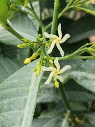 Image result for Tabernaemontana inconspicua