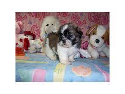 Learn how to housebreak a puppy in 6 days for free. Pin By Tulips On Cute Pets Chihuahua Puppies Cute Animals Chihuahua