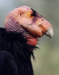 Black And White Bird With Red Head California California Condor California Condor Raptors Bird Birds Of Prey