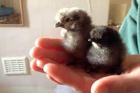 12 + quality silkie, silkie frizzle, satin, and showgirl hatching eggs. Why Silkies Are The Perfect Hens For Small Gardens