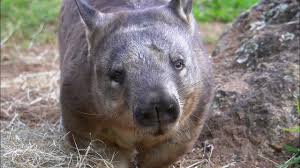 Image result for Southern hairy-nosed wombat