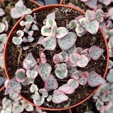 Image result for Ceropegia circinata