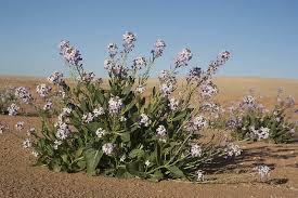 Image result for Diplotaxis