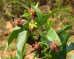 Image result for Pentarrhinum abyssinicum