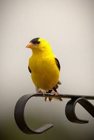 Birds With Yellow Feathers In Michigan Finch Birds Northern Michigan Finch