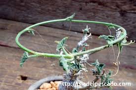 Image result for Corallocarpus welwitschii