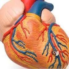 Left Ventricular Hypertrophy Enlargement Of Left Ventricle Health Holistic Nursing Natural Health