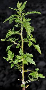 Image result for Dysphania procera