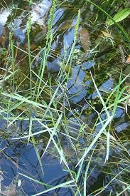 Image result for Styppeiochloa