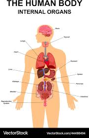 Image result for internal organs