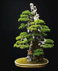 Pin By Dennis Henderson On Bonsai Plants Artificial Plants Bonsai Plants