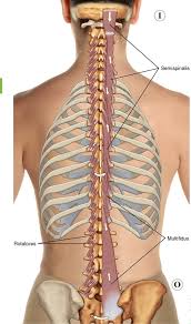3:22 the rib cage is an origin and insertion area for many muscles. 8 Muscles Of The Spine And Rib Cage Musculoskeletal Key