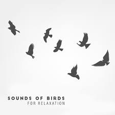 Bird Sounds Nature Sounds For Sleep And Relaxation Sounds Of Birds For Relaxation Zen Lounge Nature Sounds To Calm Down Reduce Stress Healing Music For Rest Sleep Meditation Music Zone
