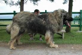 What is the biggest dog breed. Top Ten Largest Dog Breeds In The World Wondersify