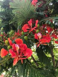 Maybe you would like to learn more about one of these? Gardening Heat Damaged Plants Can Survive But Don T Overwater Them Orange County Register