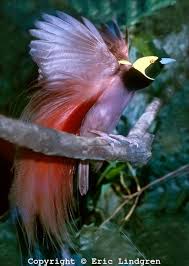 Bird Of Paradise Papua New Guinea 197ymmddfa El 001a Mg 0000 0000cp Raggiana Bird Of Paradise Male Displaying El Ps Jpg 427 600 Birds Of Paradise Paradise Pictures Beautiful Birds