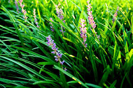 This gives us the added advantage of knowing exactly what you need to fix your problems and keep your property looking. About Hall Stewart Hall Stewart Lawn Landscape