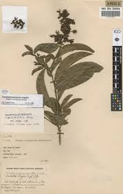 Image result for Campylospermum