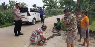 We did not find results for: Ular King Kobra Bermunculan Di Grobogan Panjang 4 Meter Ditemukan Di Pohon Pisang Halaman All Kompas Com