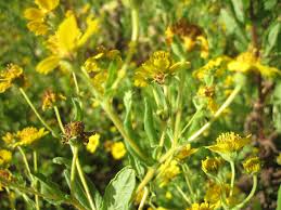 Image result for Sagina abyssinica