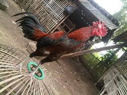 Hasil gambar untuk ayam birma hari ini