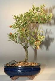For specific styles of trees, please go to our ebay store to find the same tree as pictured. Flowering Dwarf Pomegranate Bonsai Tree For Sale Medium Punica Granatum Bonsai Tree Gardener