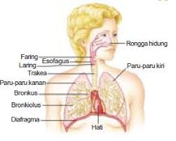 Pada makalah ini akan membahas tentang sistem pernafasan pada manusia. Pengertian Dan Fungsi Alat Pernapasan Rongga Hidung Trakea Bronkus Dan Paru Paru Dalam Sistem Pernapasan Atau Respirasi Pada Manusia Materiedukasi Com