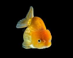 We did not find results for: 134 Fat Goldfish Photos Free Royalty Free Stock Photos From Dreamstime