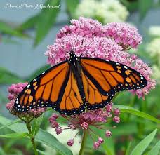Asclepias Incarnata Swamp Milkweed For Monarch Butterflies Milkweed Plant Butterfly Plants Swamp Milkweed
