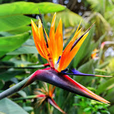 Bb dm c saw you flying by f bb c* flash of turquoise blue bb* dm c i just had to try f bb c. Bird Of Paradise Seeds Strelitzia Reginae Flower Seed