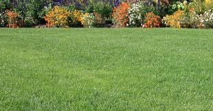 A grass lawn just happens to be the most traditional but is not, by far, the only choice. How To Green Up Your Lawn
